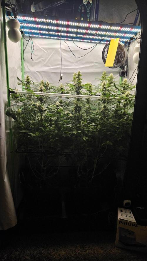 🚀 Future 1 – Advanced Indoor Grow. Week 12