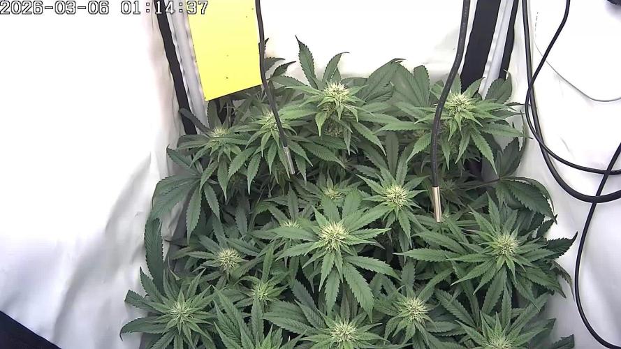 🍓🔥 AK Berry Run