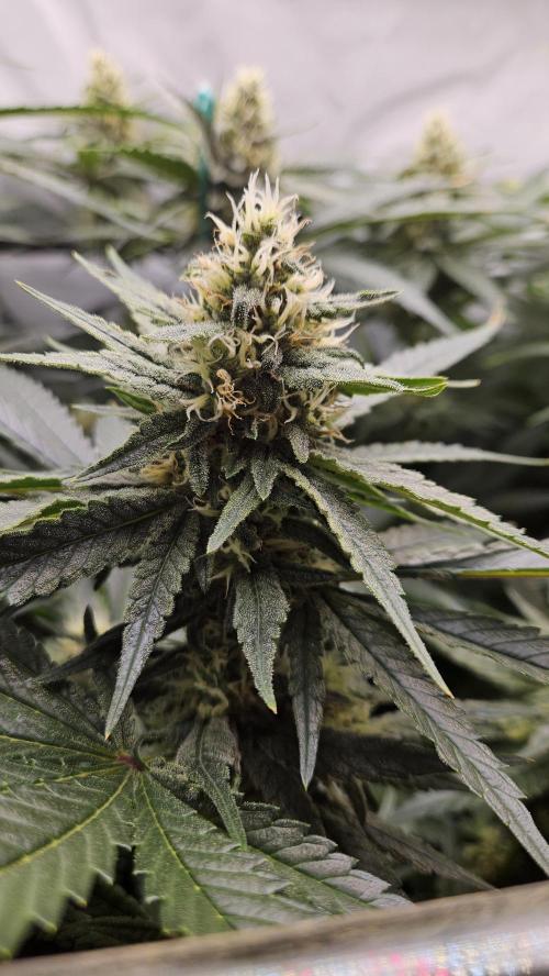 🍓🔥 AK Berry Run. Week 12