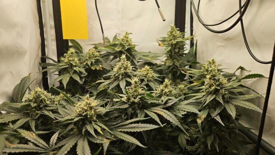 🍓🔥 AK Berry Run. Week 12