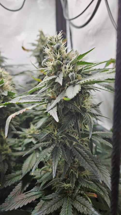 🍓🔥 AK Berry Run. Week 12