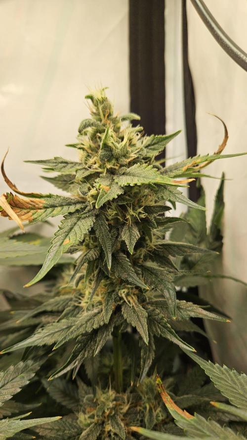 🍓🔥 AK Berry Run. Week 12