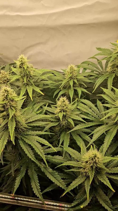 🚀 Future 1 – Advanced Indoor Grow
