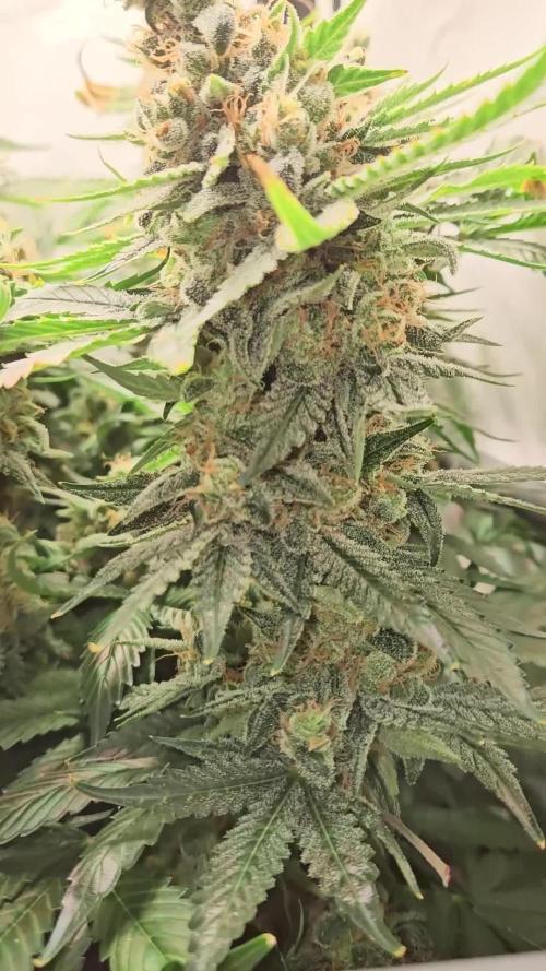 🍓🔥 AK Berry Run