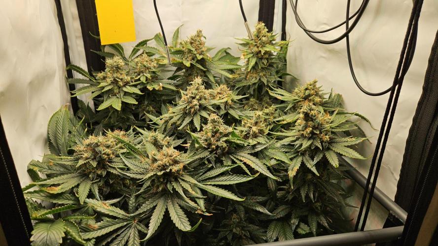 🍓🔥 AK Berry Run. Week 15