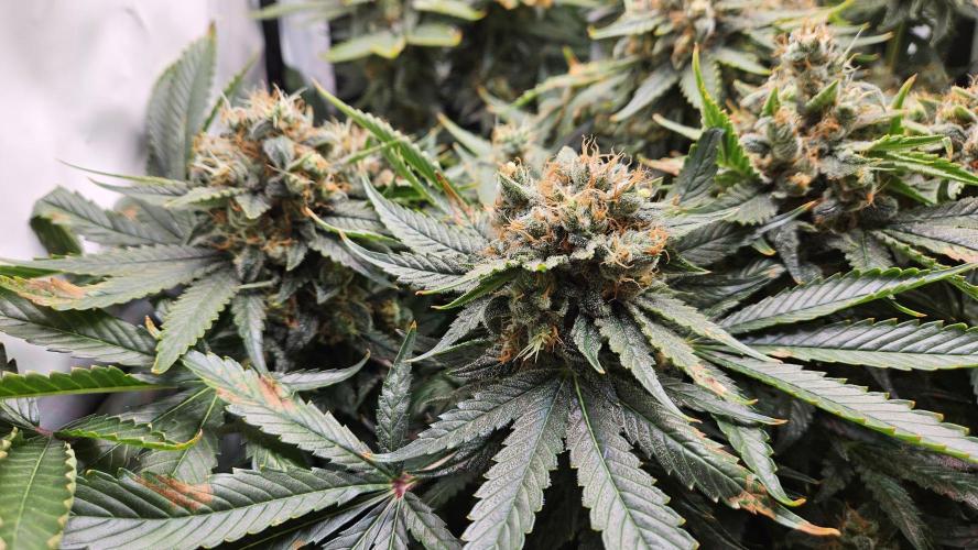 🍓🔥 AK Berry Run. Week 15