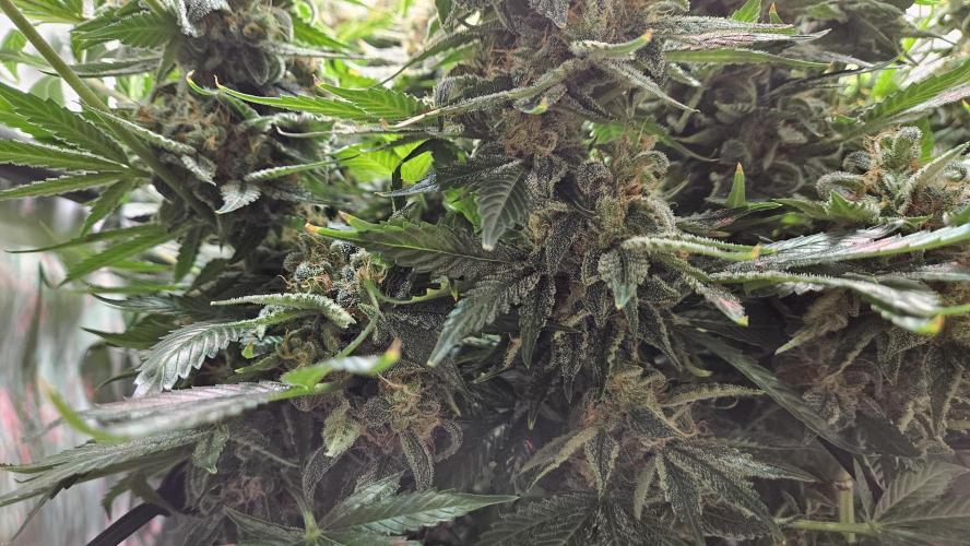 🍓🔥 AK Berry Run. Week 15