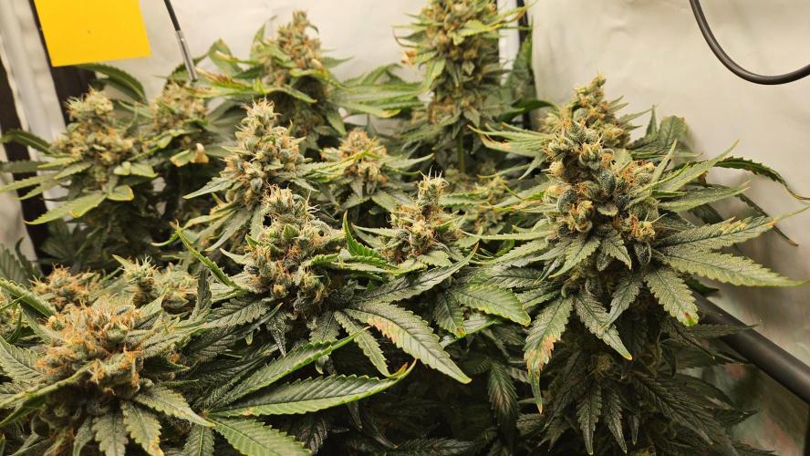 🍓🔥 AK Berry Run. Week 15