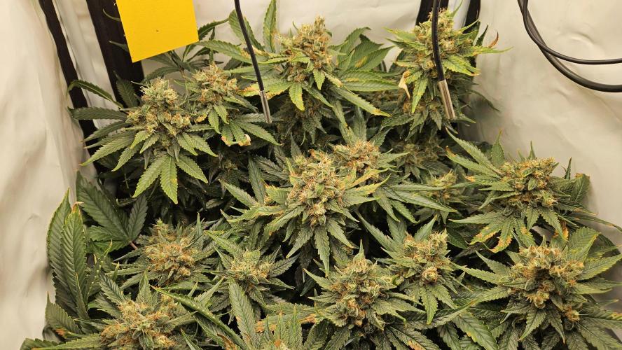 🍓🔥 AK Berry Run. Week 15