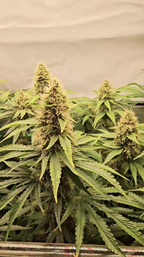 🚀 Future 1 – Advanced Indoor Grow