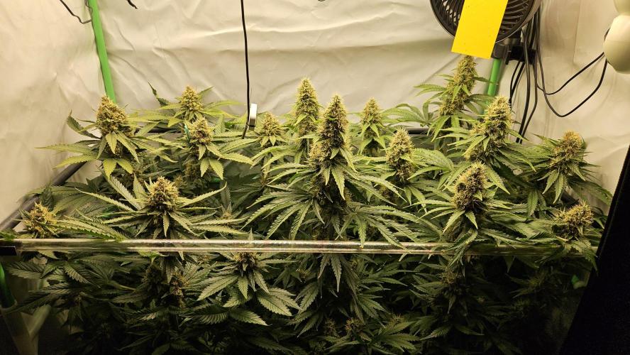 🚀 Future 1 – Advanced Indoor Grow. Week 15