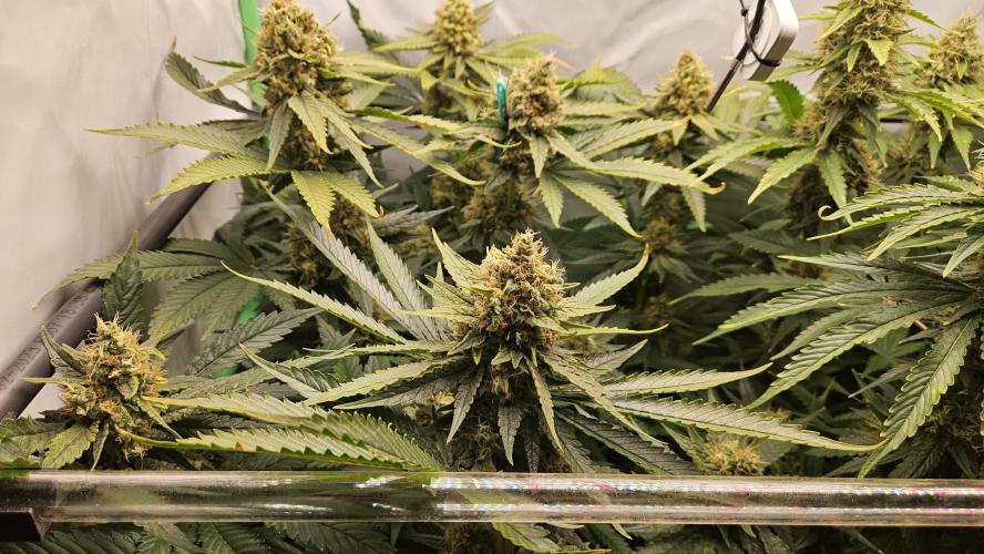 🚀 Future 1 – Advanced Indoor Grow. Week 15