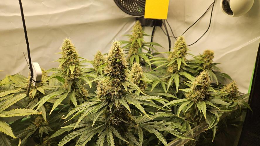🚀 Future 1 – Advanced Indoor Grow. Week 15
