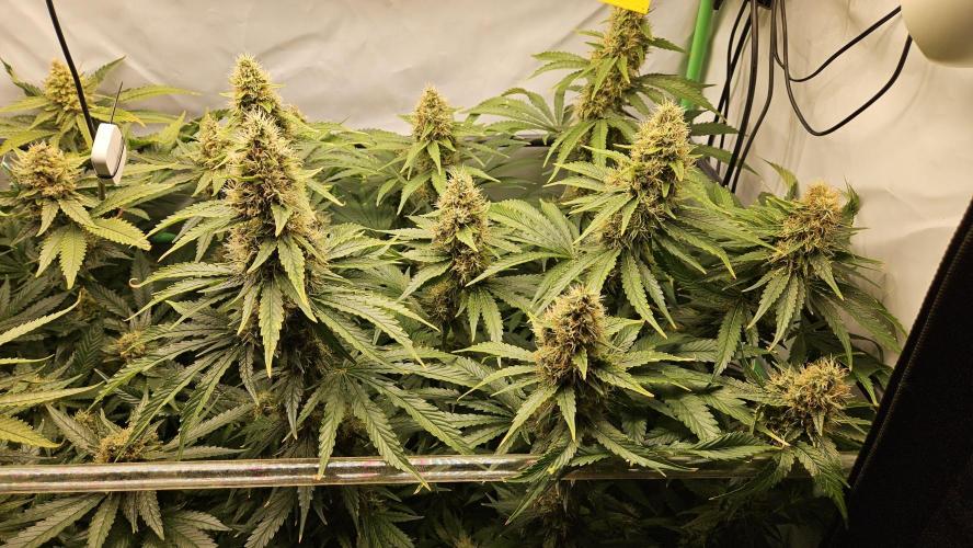 🚀 Future 1 – Advanced Indoor Grow. Week 15