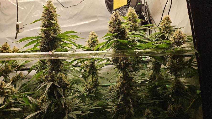 🚀 Future 1 – Advanced Indoor Grow. Week 15