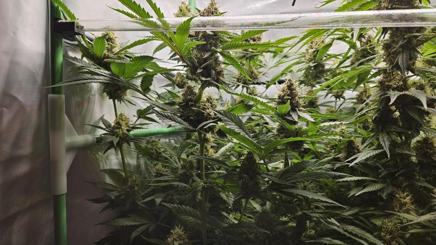 🚀 Future 1 – Advanced Indoor Grow. Week 15