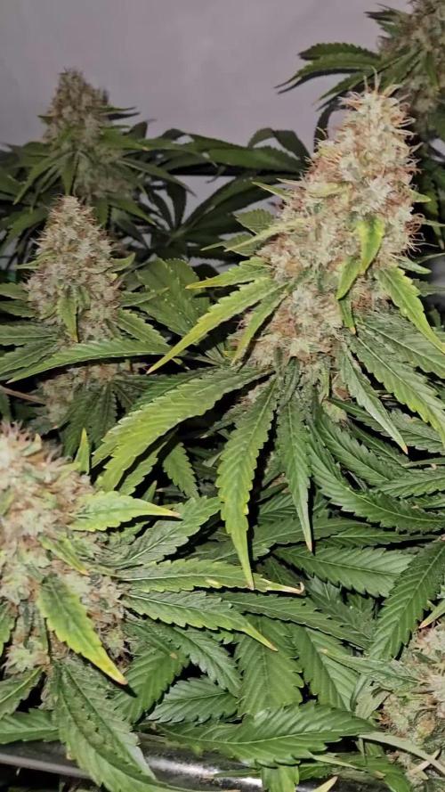 🚀 Future 1 – Advanced Indoor Grow