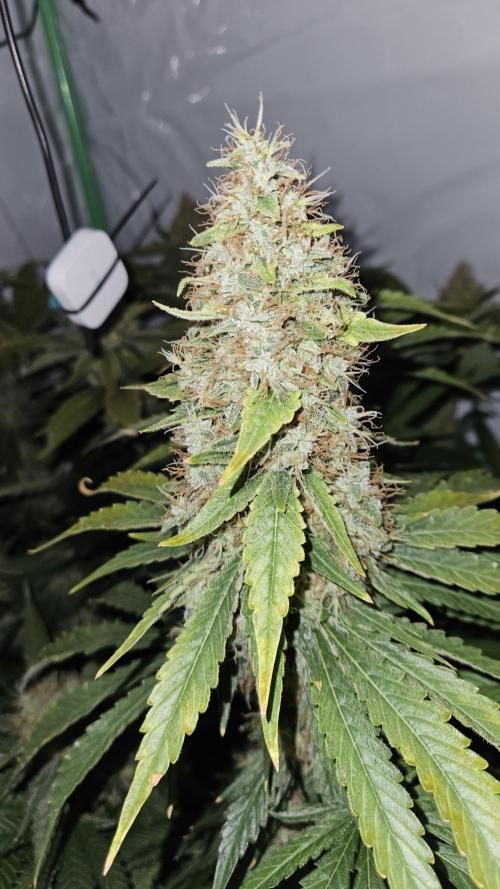 🚀 Future 1 – Advanced Indoor Grow. Week 17