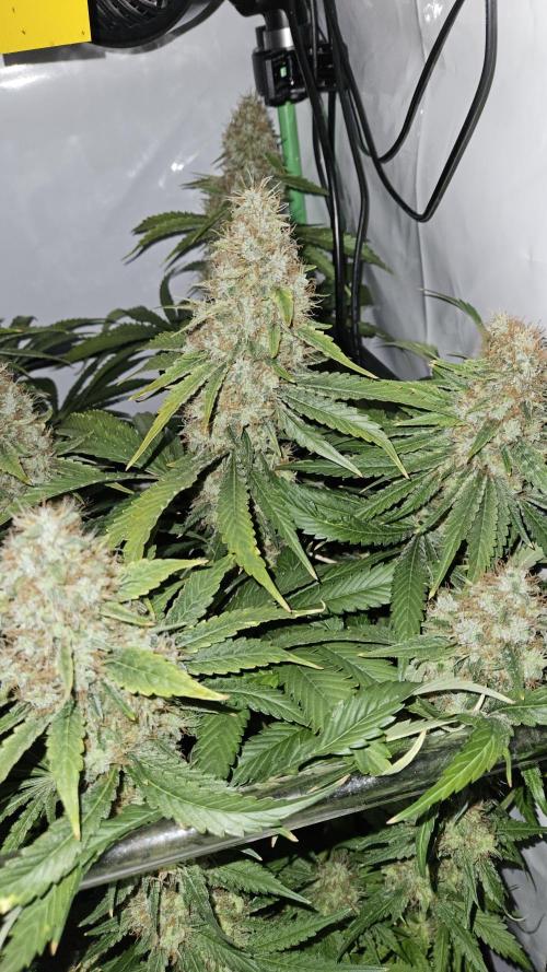 🚀 Future 1 – Advanced Indoor Grow. Week 17