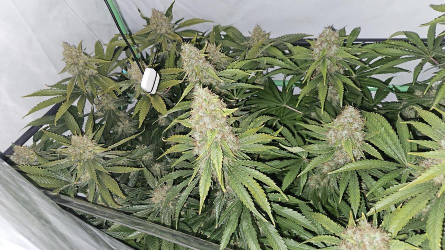 🚀 Future 1 – Advanced Indoor Grow. Week 17