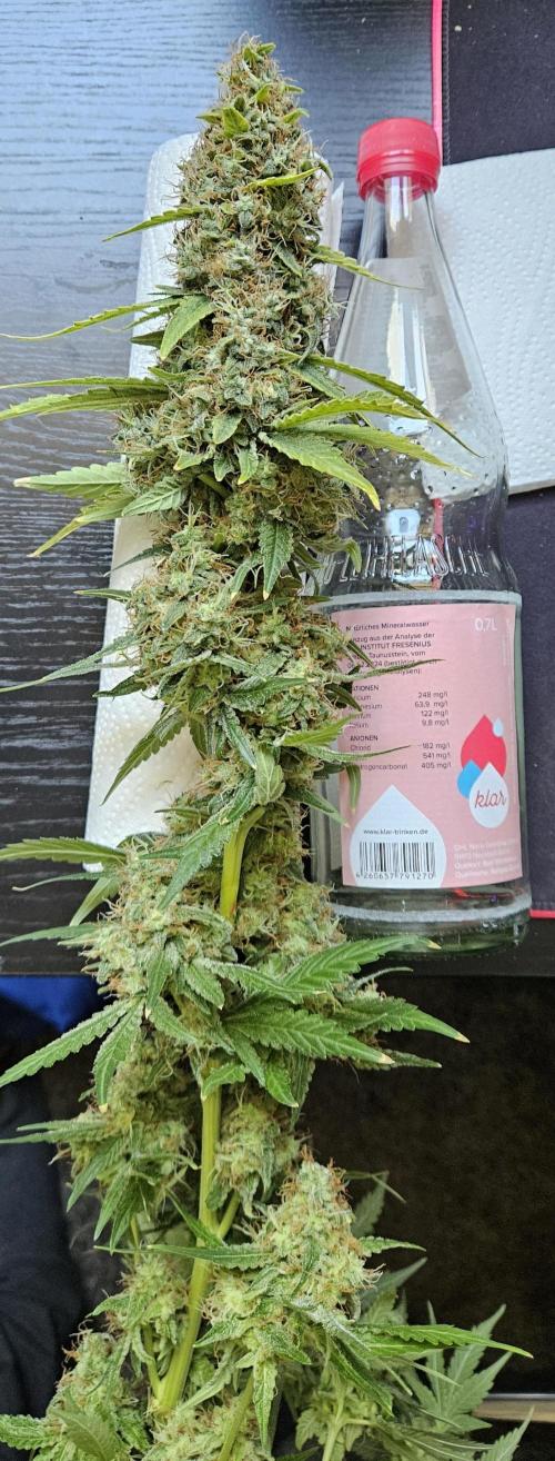 🚀 Future 1 – Advanced Indoor Grow. Week 17