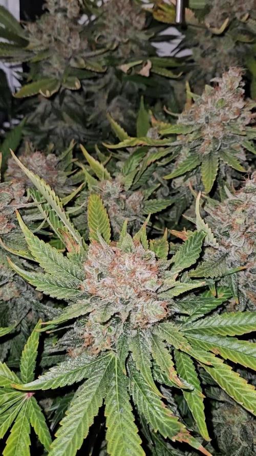 🍓🔥 AK Berry Run