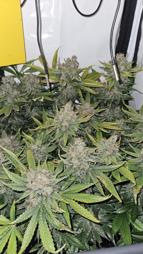 🍓🔥 AK Berry Run. Week 17