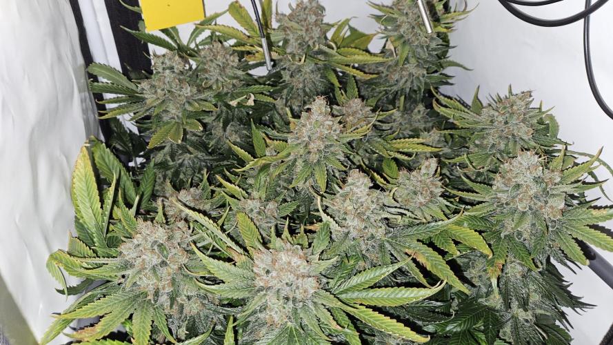 🍓🔥 AK Berry Run. Week 17