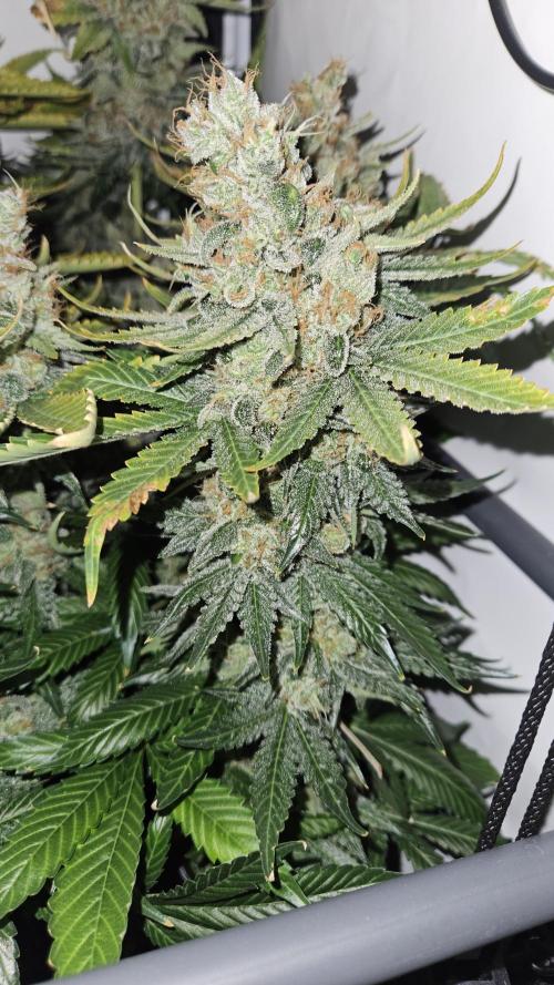 🍓🔥 AK Berry Run. Week 17