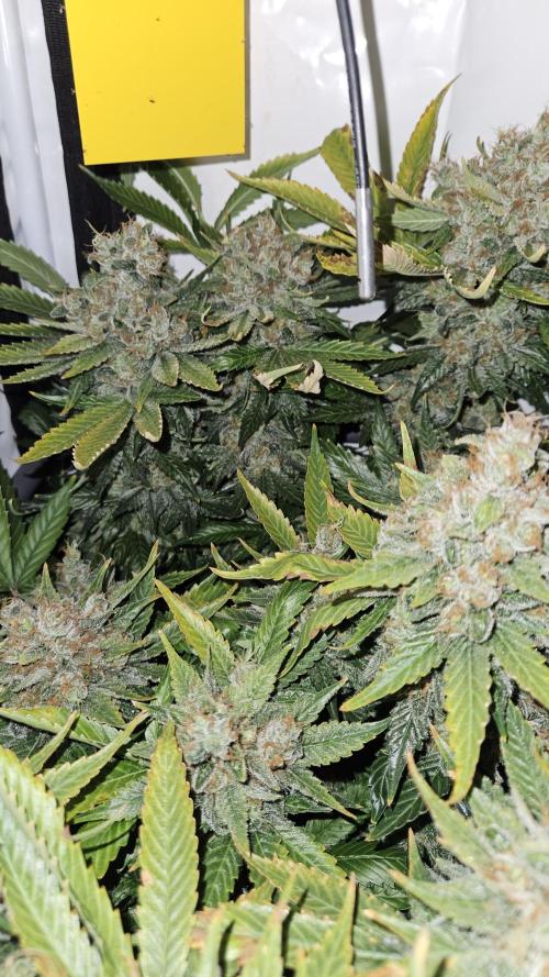🍓🔥 AK Berry Run. Week 17
