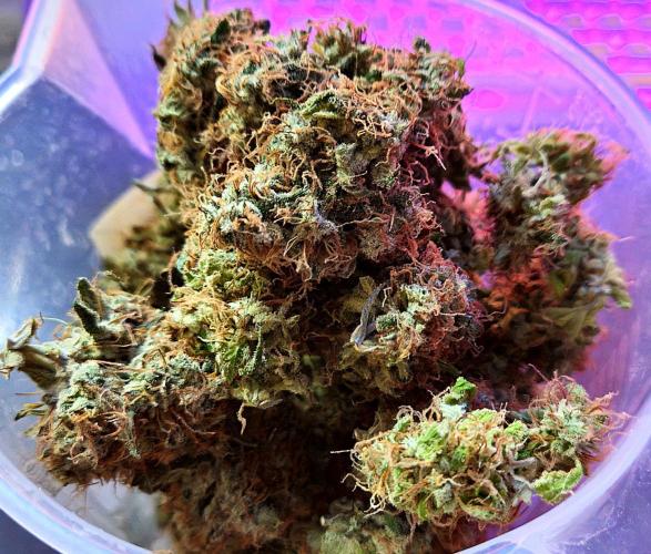 🚀 Future 1 – Advanced Indoor Grow. Week 18
