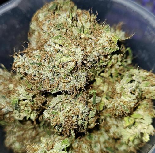 🚀 Future 1 – Advanced Indoor Grow. Week 18