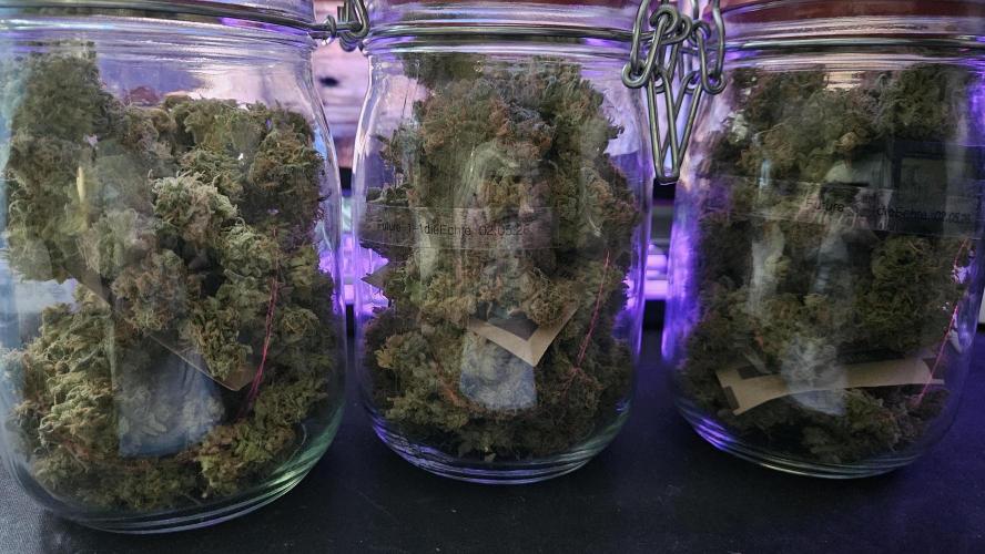 🚀 Future 1 – Advanced Indoor Grow. Week 18