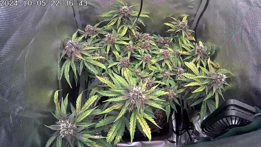 🌱 Red Pure CBD: Nurturing Tranquility with Crimson Flowers 🌸 - A Grow Report