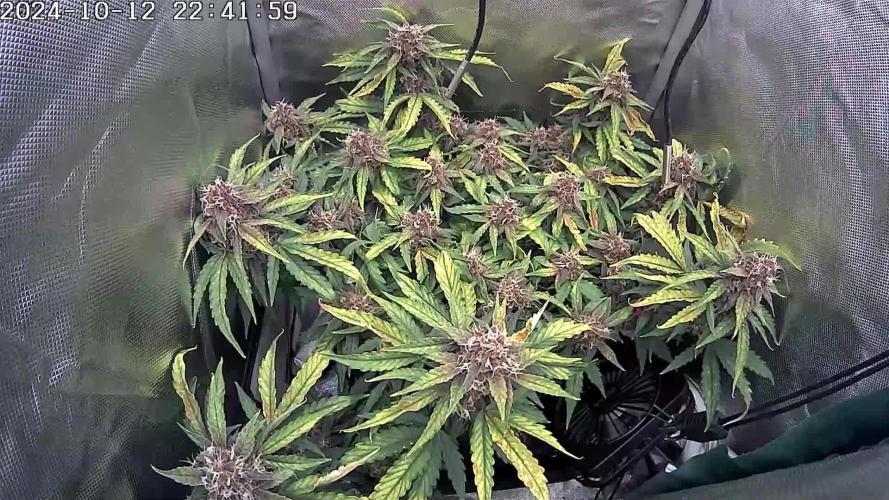 🌱 Red Pure CBD: Nurturing Tranquility with Crimson Flowers 🌸 - A Grow Report