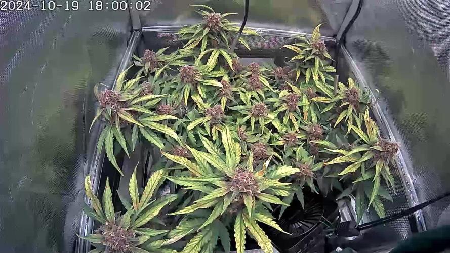 🌱 Red Pure CBD: Nurturing Tranquility with Crimson Flowers 🌸 - A Grow Report