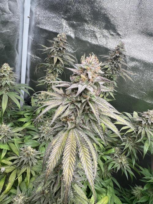 Mixed Grow w Barneys & Dutch Passion. Week 13 - Blue Zushi 