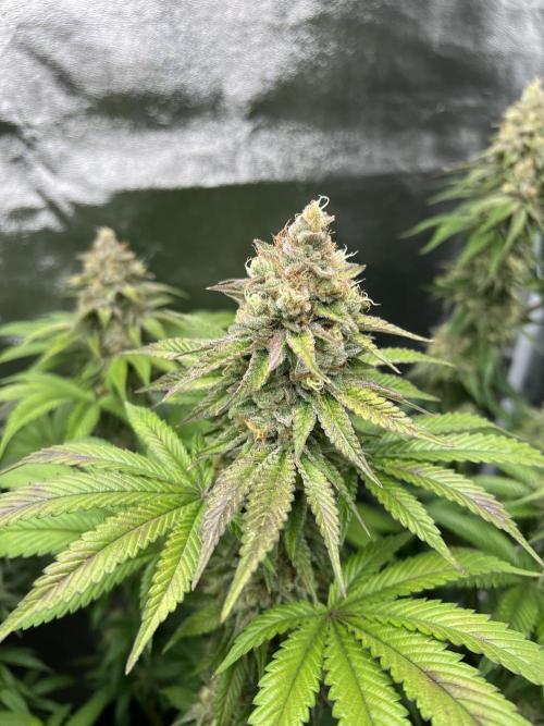 Mixed Grow w Barneys & Dutch Passion. Week 13 - Papaya Frosting 