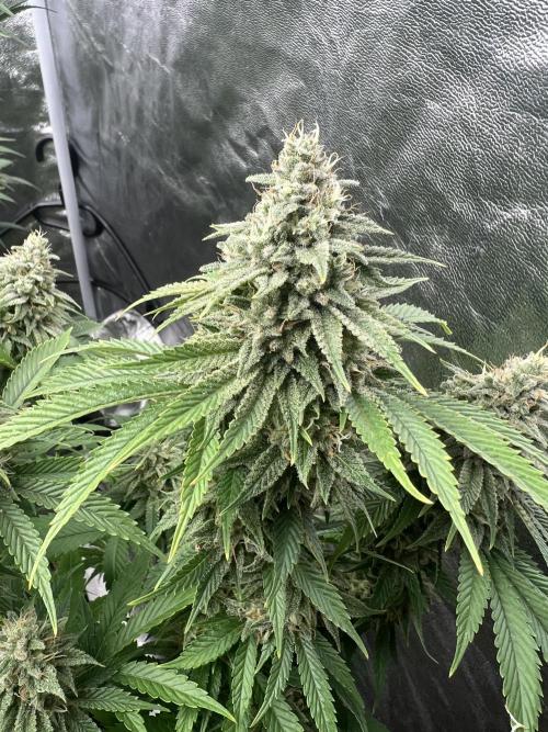 Mixed Grow w Barneys & Dutch Passion. Week 13 - Insane OG 