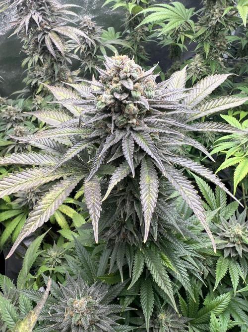 Mixed Grow w Barneys & Dutch Passion. Week 13 - Bubblegum Gelato 