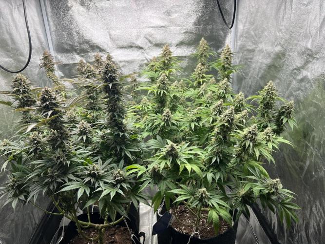Mixed Grow w Barneys & Dutch Passion. Week 13