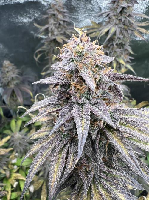 Mixed Grow w Barneys & Dutch Passion. Week 15 - Blue Zushi 