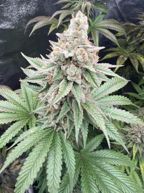 Mixed Grow w Barneys & Dutch Passion. Week 15 - Papaya Frostig 