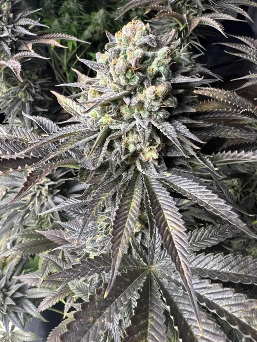 Mixed Grow w Barneys & Dutch Passion. Week 15 - Bubblegum Gelato 