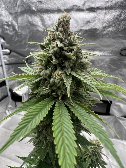 Mixed Grow w Barneys & Dutch Passion. Week 15 - Insane OG 