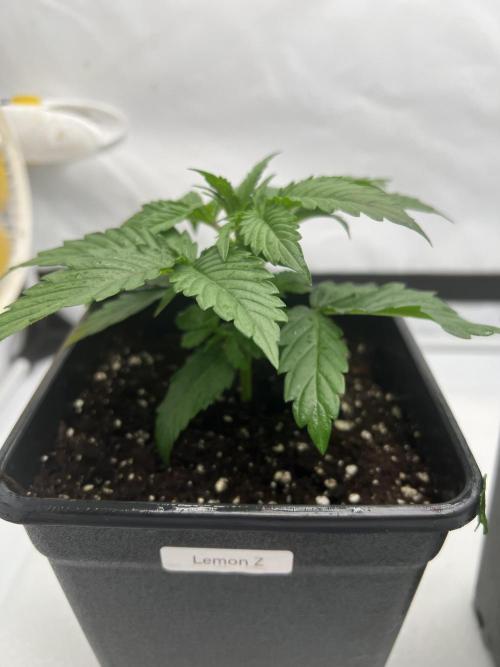 Terpfest w In-house Genetics & co. Week 2 - Lemon Z 