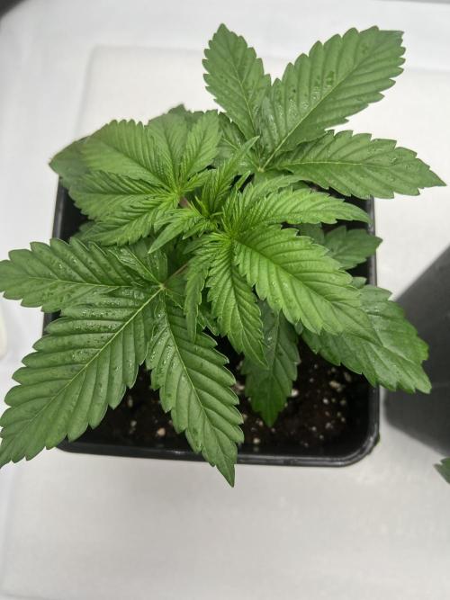 Terpfest w In-house Genetics & co. Week 2 - Lemon Z