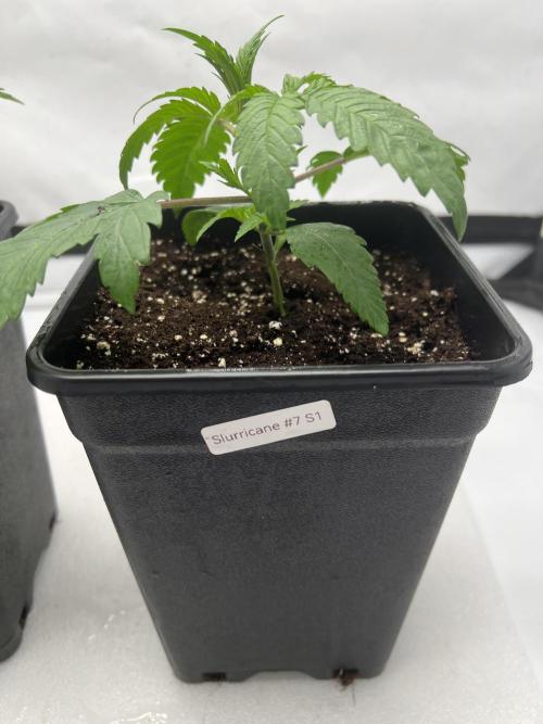 Terpfest w In-house Genetics & co. Week 2 - Slurricane #7 S1