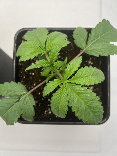 Terpfest w In-house Genetics & co. Week 2 - Slurricane #7 S1