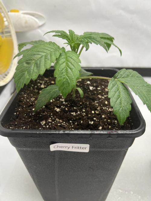Terpfest w In-house Genetics & co. Week 2 - Cherry Fritter
